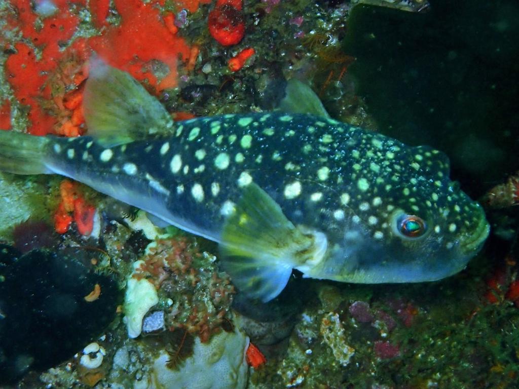 Evileye Puffer