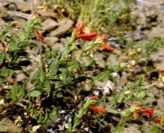 Epilobium canum garrettii
