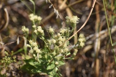 Brickellia eupatorioides texana