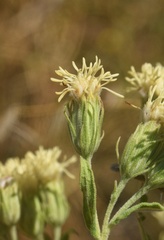 Brickellia eupatorioides texana