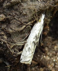 Crambus sparsellus