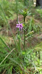 Liatris squarrosa