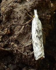 Crambus sparsellus