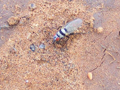 Anthomyia subabyssinica