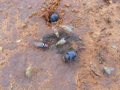 Anthomyia subabyssinica