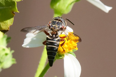 Synocoelioxys