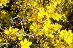 Hibbertia exutiacies