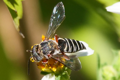 Synocoelioxys