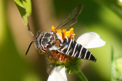 Synocoelioxys