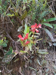 Gentianella jamesonii