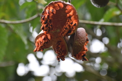 Tabernaemontana cymosa