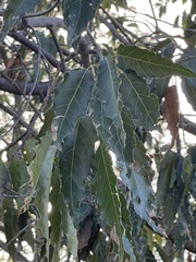 Quercus albocincta