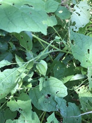 Physalis mollis