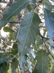 Quercus albocincta