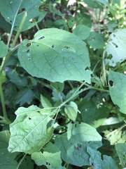 Physalis mollis