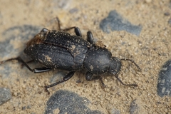 Nycterinus