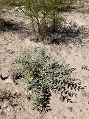 Astragalus gypsodes