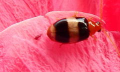 Monolepta melanogaster