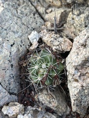 Mammillaria petrophila