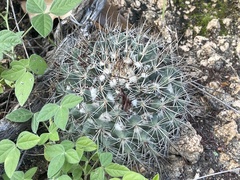 Mammillaria petrophila