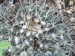 Mammillaria petrophila