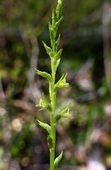 Prasophyllum pallidum