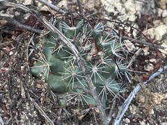 Mammillaria petrophila