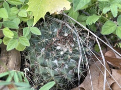 Mammillaria petrophila