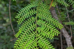 Phyllanthus emblica