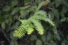 Phyllanthus emblica