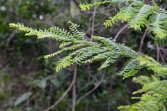 Phyllanthus emblica