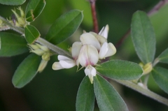 Lespedeza chinensis