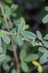 Lespedeza chinensis