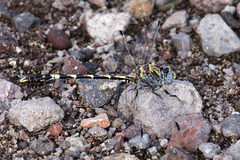 Progomphus borealis