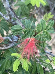 Calliandra peninsularis
