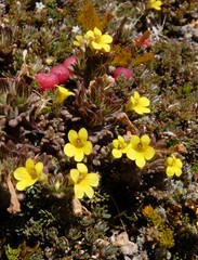 Euphrasia cockayneana