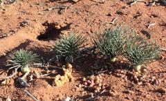 Gethyllis grandiflora