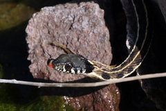 Thamnophis cyrtopsis cyrtopsis