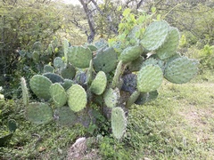 Opuntia sierralagunensis