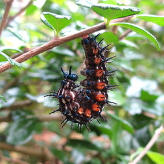 Doleschallia bisaltide