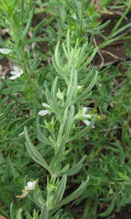 Teucrium trifidum