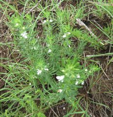 Teucrium trifidum