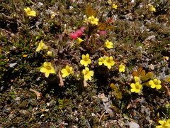 Euphrasia cockayneana