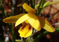 Eulophia platypetala