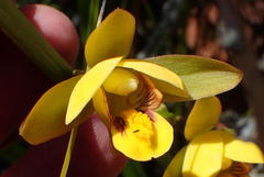 Eulophia platypetala