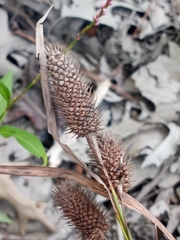 Carex typhina