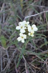 Erysimum franciscanum