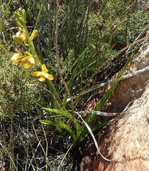 Eulophia platypetala