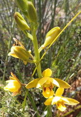 Eulophia platypetala