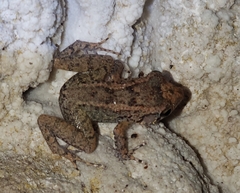 Cundall's Robber Frog photo 1